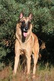 MALINOIS 015